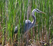 2016 06 11 WildLife MPLS 139